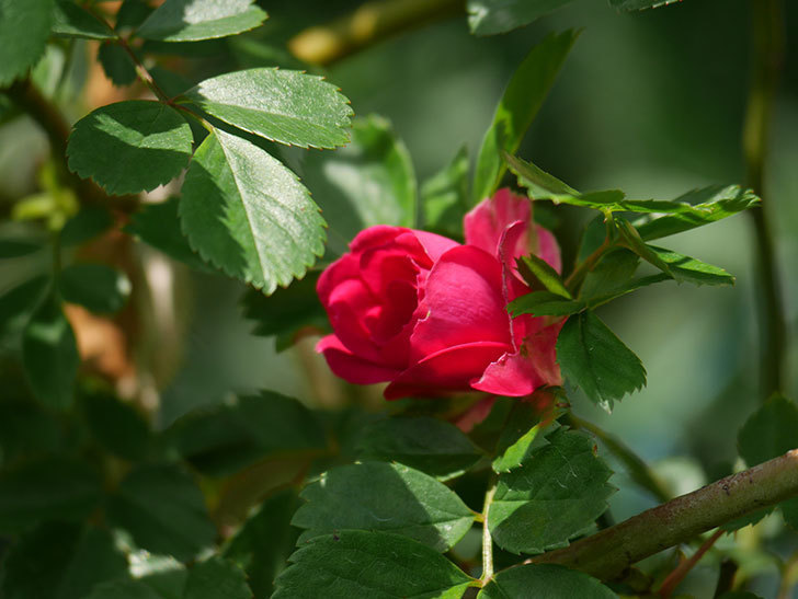 キングローズ(King Rose)の花が咲いた。ツルバラ。2021年-005.jpg