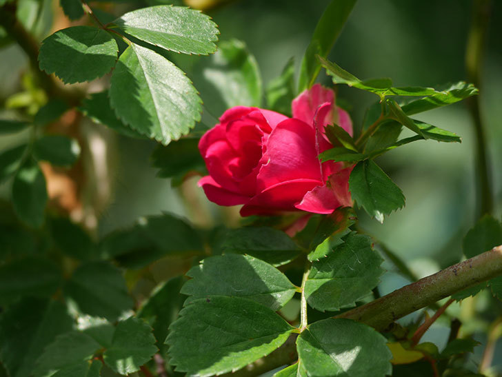 キングローズ(King Rose)の花が咲いた。ツルバラ。2021年-006.jpg