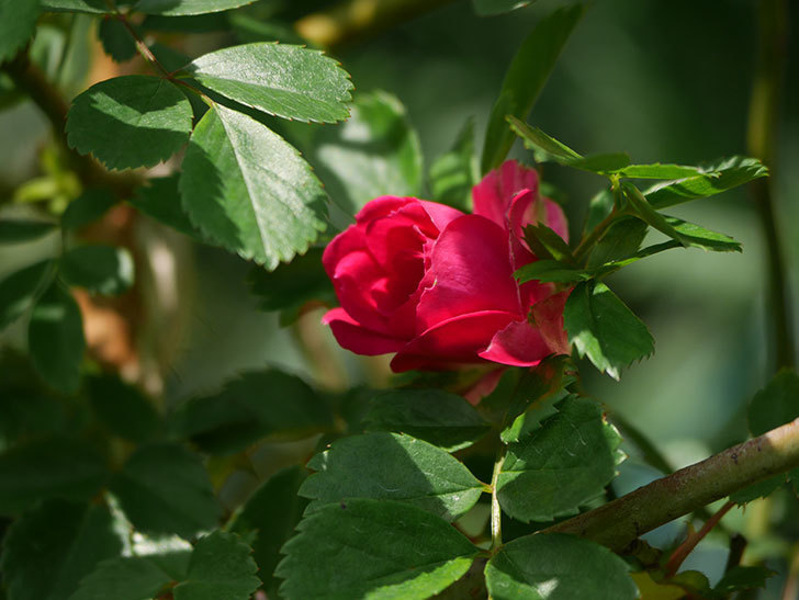 キングローズ(King Rose)の花が咲いた。ツルバラ。2021年-008.jpg