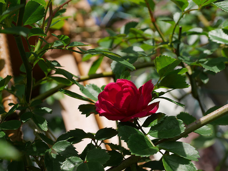 キングローズ(King Rose)の花が咲いた。ツルバラ。2021年-016.jpg