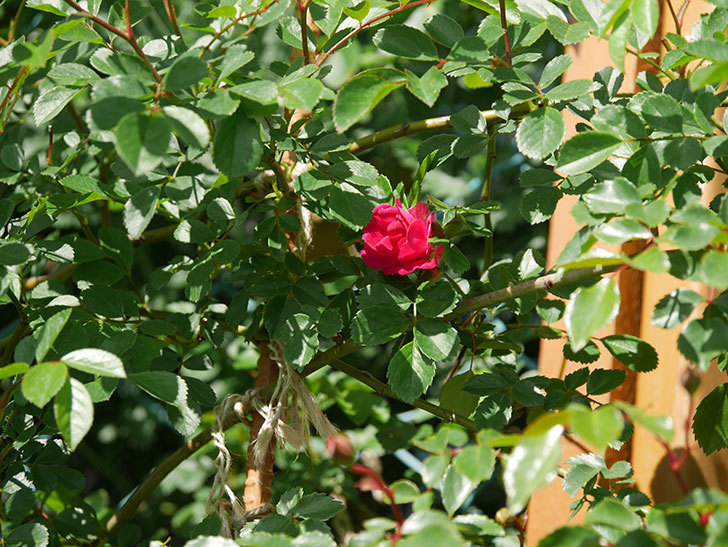キングローズ(King Rose)の花が咲いた。ツルバラ。2021年-025.jpg