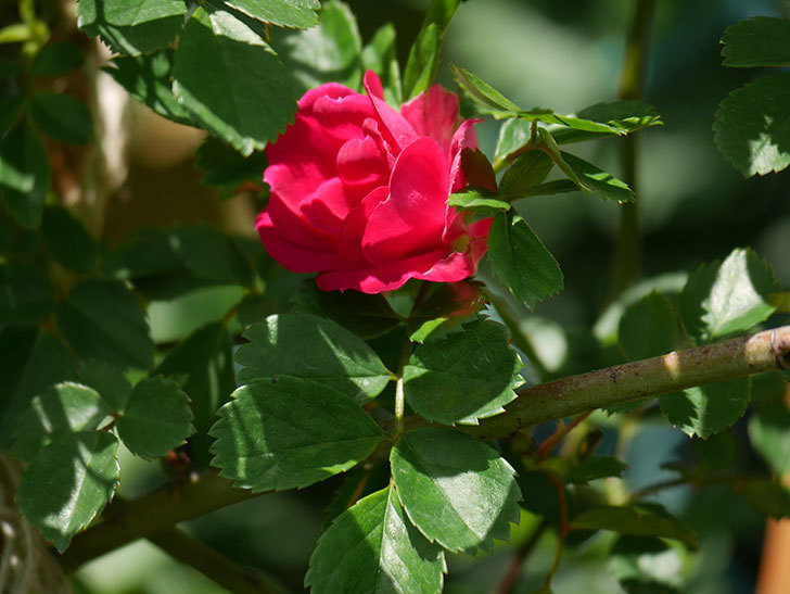 キングローズ(King Rose)の花が咲いた。ツルバラ。2021年-026.jpg