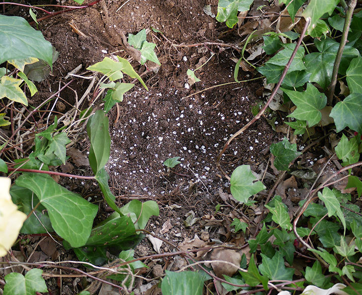 キングローズ（ツルバラ）に穴を掘って寒肥をやった。2018年-15.jpg