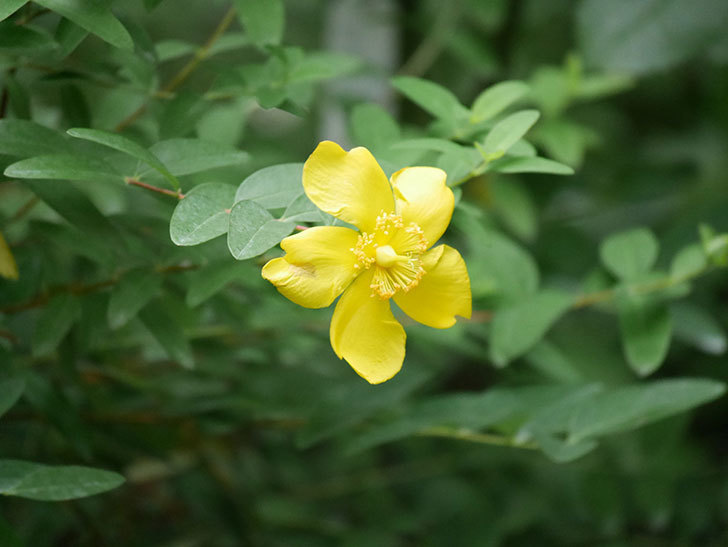 キンシバイの花が咲きだした。2020年-001.jpg