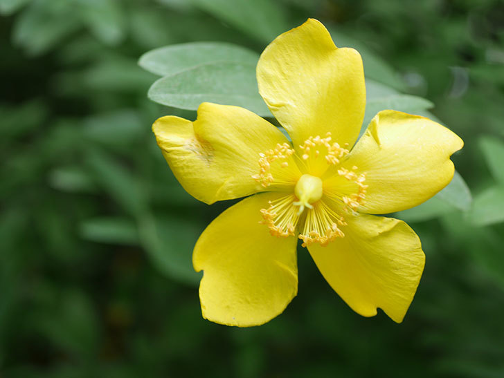 キンシバイの花が咲きだした。2020年-008.jpg