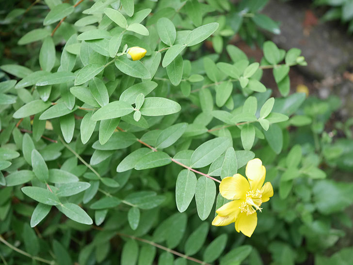 キンシバイの花が咲きだした。2020年-010.jpg