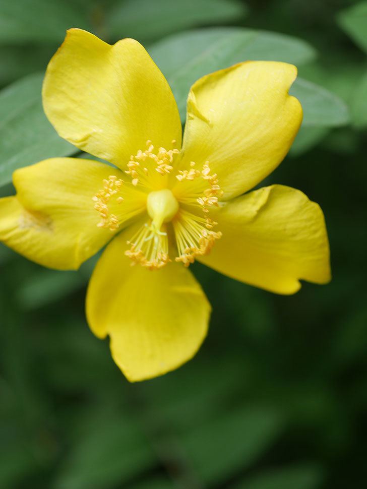 キンシバイの花が咲きだした。2020年-013.jpg