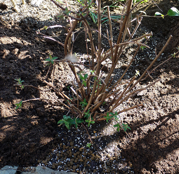 キンシバイの鉢を地植えした。2017年-11.jpg