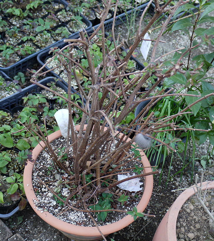 キンシバイの鉢を地植えした。2017年-2.jpg
