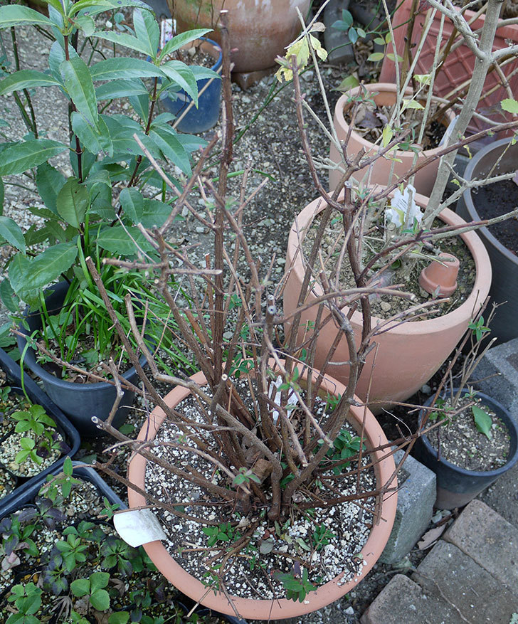 キンシバイの鉢を地植えした。2017年-3.jpg