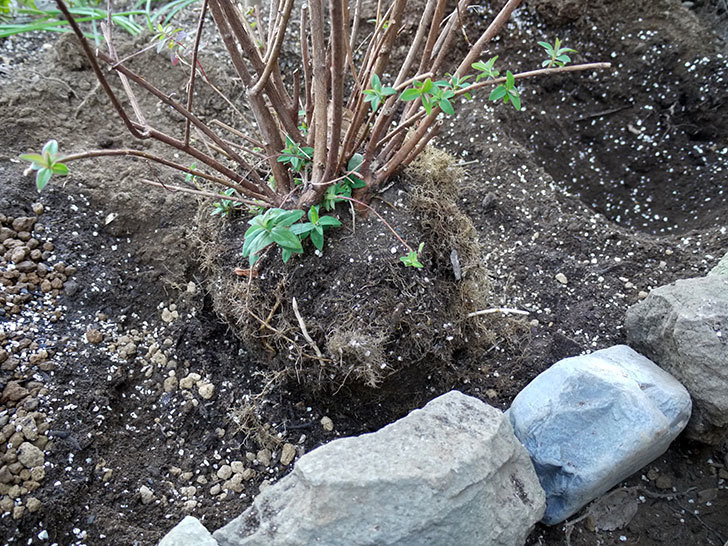 キンシバイの鉢を地植えした。2017年-7.jpg