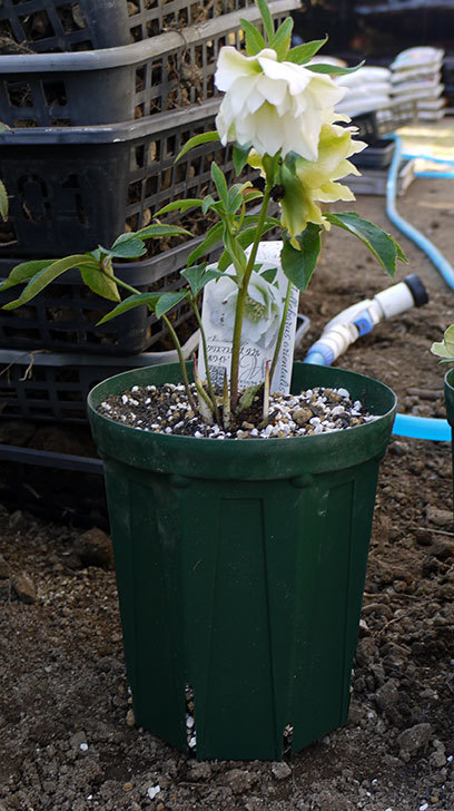 クリスマスローズ-オリエンタリス-ダブル-ホワイトをスリット鉢に植えた。2016年-7.jpg