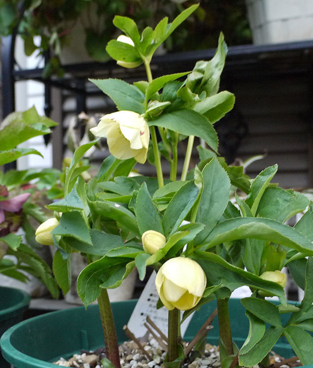 クリスマスローズ-オリエンタリスのシングル-黄緑の花が咲いた。2016年-4.jpg