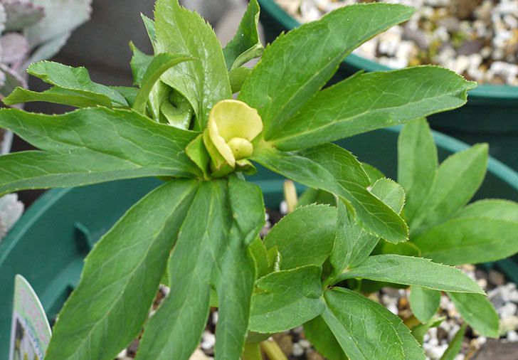 クリスマスローズ-オリエンタリスのシングル-黄緑の花芽がでてきた。2015年-1.jpg
