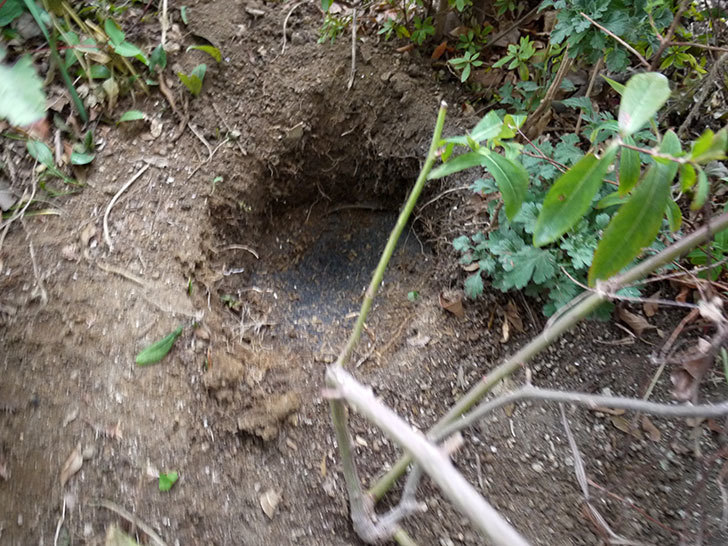クレパスキュール（ツルバラ）に穴を掘って寒肥をやった。2017年-10.jpg