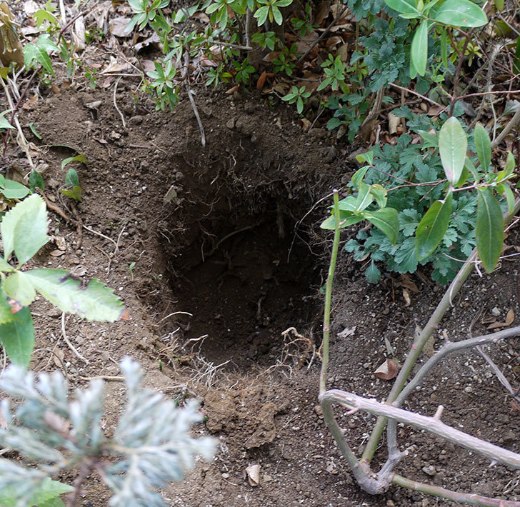 クレパスキュール（ツルバラ）に穴を掘って寒肥をやった。2017年-3.jpg