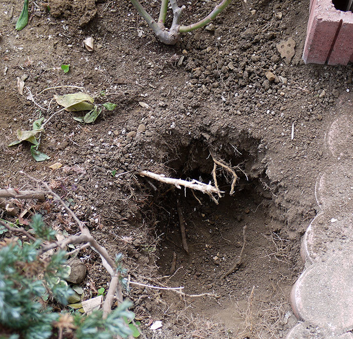 クレパスキュール（ツルバラ）に穴を掘って寒肥をやった。2017年-4.jpg
