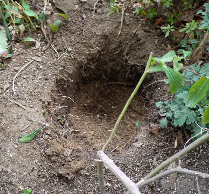 クレパスキュール（ツルバラ）に穴を掘って寒肥をやった。2017年-8.jpg
