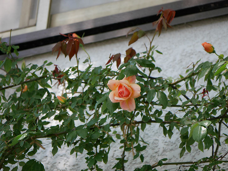 クレパスキュール（ツルバラ）の花が咲きだした。2019年-12.jpg