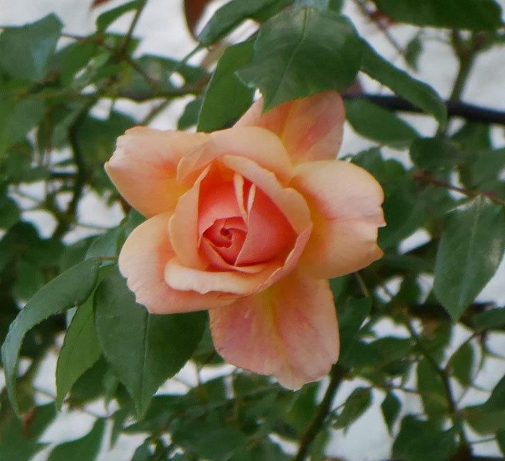 クレパスキュール（ツルバラ）の花が咲きだした。2019年-13.jpg