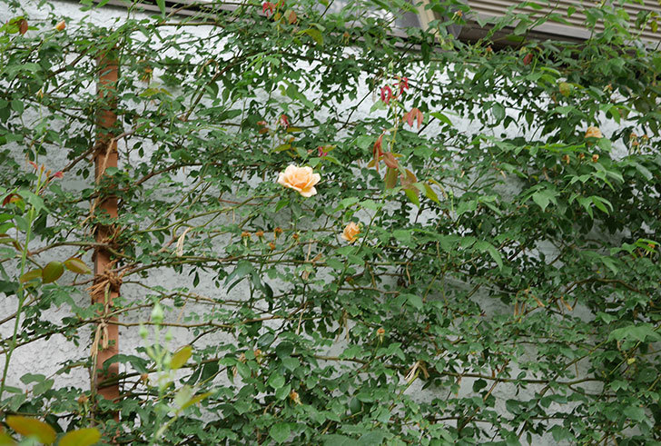 クレパスキュール（半ツルバラ）の2番花が咲いた。2019年-11.jpg