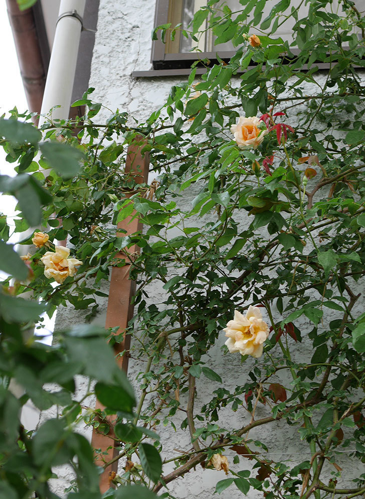 クレパスキュール（半ツルバラ）の2番花が咲いた。2019年-12.jpg