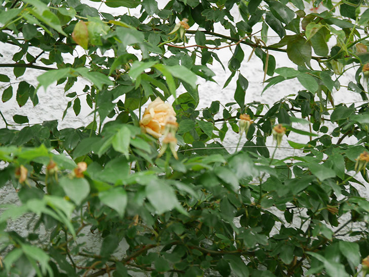 クレパスキュール（半ツルバラ）の2番花が咲いた。2019年-4.jpg