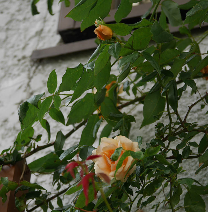 クレパスキュール（半ツルバラ）の2番花が咲いた。2019年-5.jpg