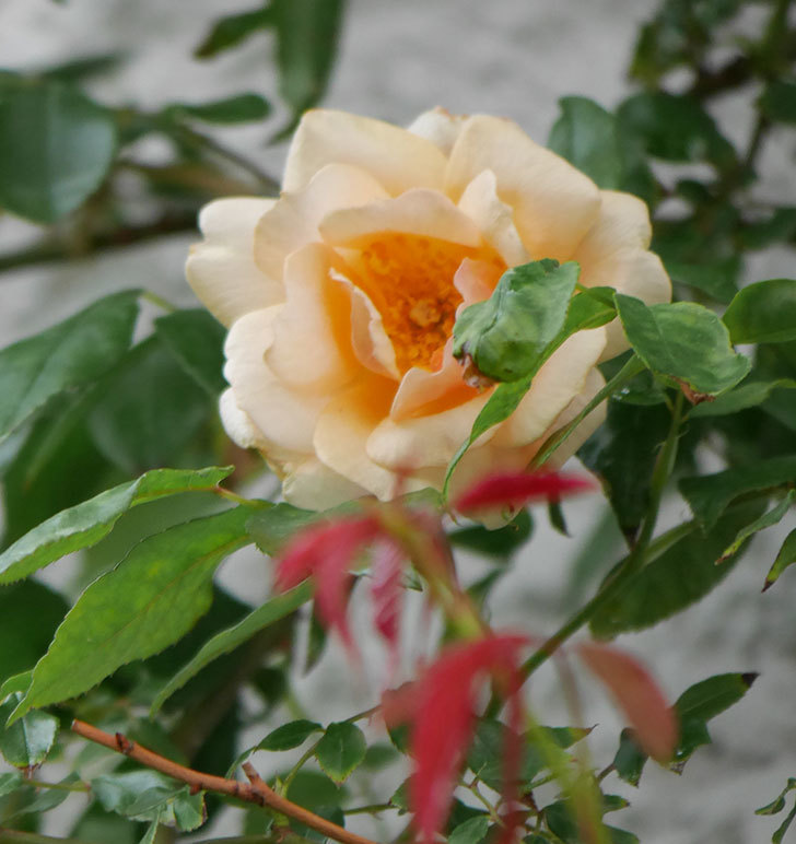 クレパスキュール（半ツルバラ）の2番花が咲いた。2019年-7.jpg