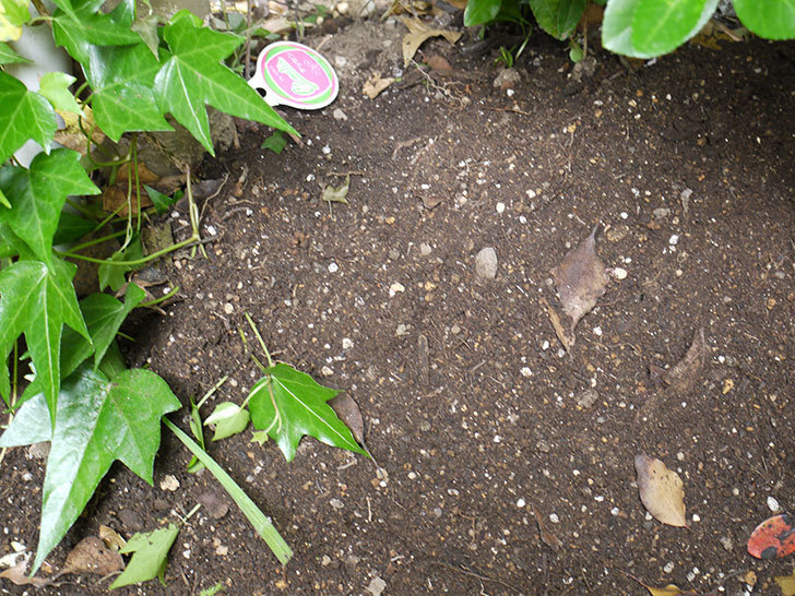 クレマチス-テッセンの開花株を地植えした。2016年-7.jpg