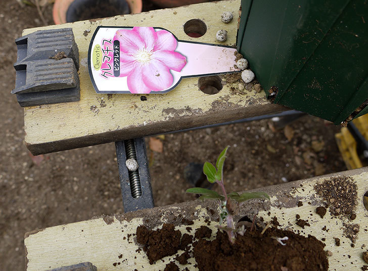 クレマチス-ネリモーザとピンクレッドをスリッド鉢に植えた。2016年-5.jpg