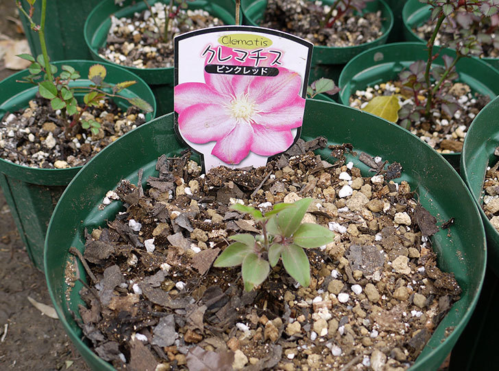 クレマチス-ネリモーザとピンクレッドをスリッド鉢に植えた。2016年-6.jpg