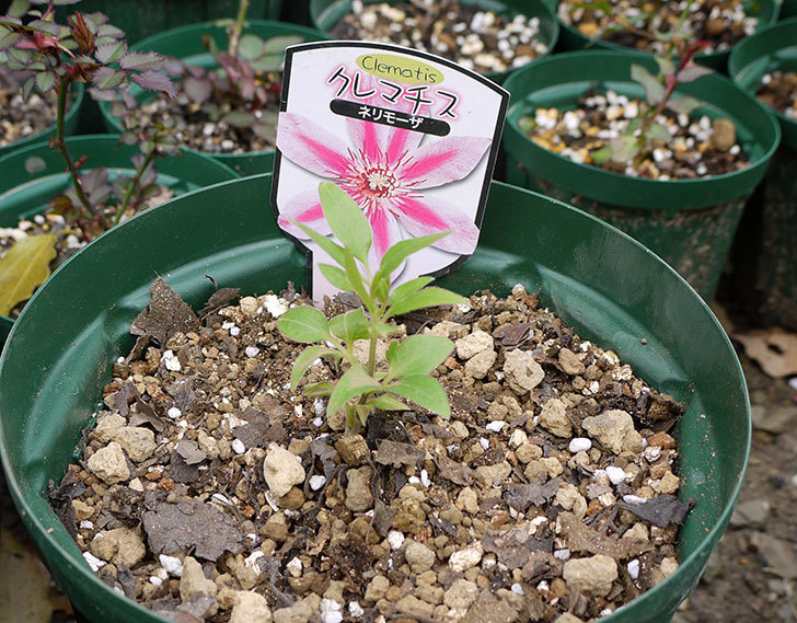 クレマチス-ネリモーザとピンクレッドをスリッド鉢に植えた。2016年-7.jpg