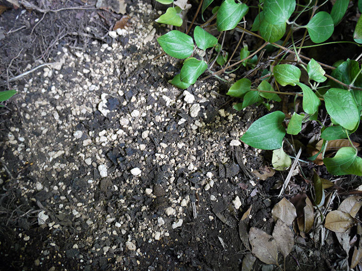 クレマチス-ベル・オブ・ウォーキングの開花株をシュロに側に地植えした。2016年-11.jpg