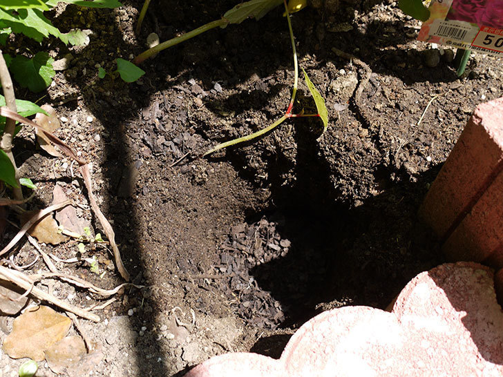 クレマチス-ルブラをツルバラの横に地植えした。2016年-5.jpg