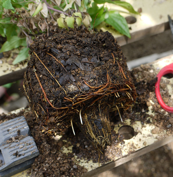 クレマチス-阿吹(アブキ)を鉢に植えた。2016年-4.jpg