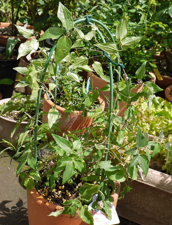 クレマチス-阿吹(アブキ)を鉢に植えた。2016年-7.jpg