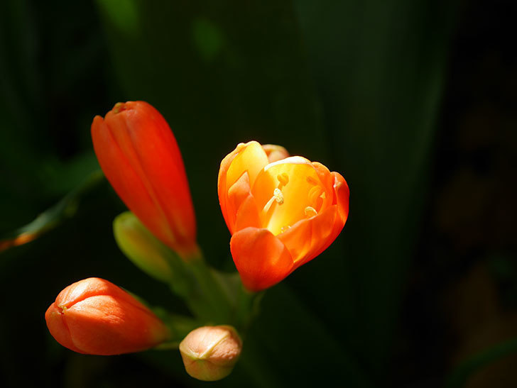 クンシラン（君子蘭）の花が少し咲いた。2021年-018.jpg