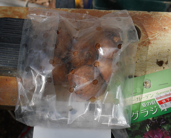 グラジオラスの球根6個入りがケイヨーデイツーで159円だったので6袋買って来た。2019年-4.jpg