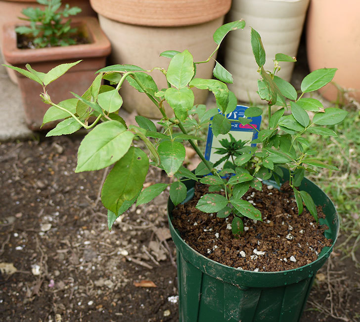 グリーンローズ(木立バラ)の新苗を5号ロングスリット鉢に植えた。2016年-1.jpg