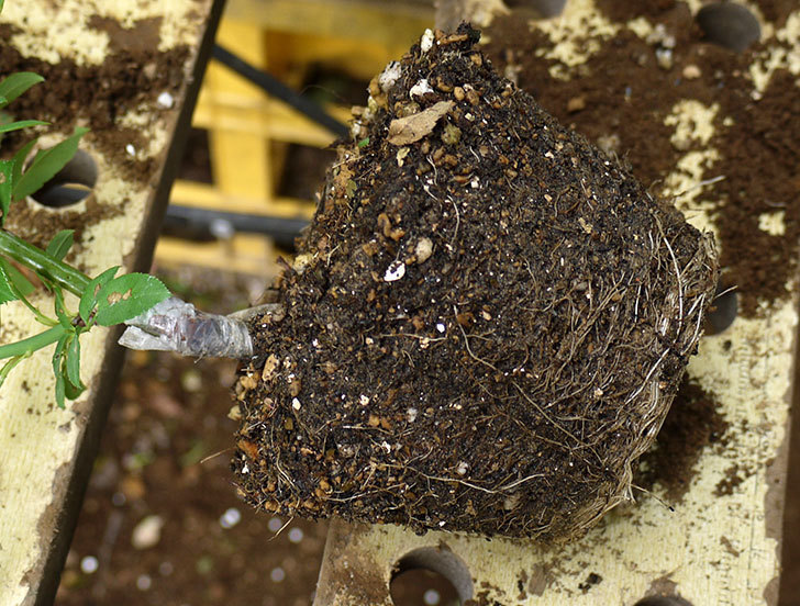 グリーンローズ(木立バラ)の新苗を5号ロングスリット鉢に植えた。2016年-3.jpg