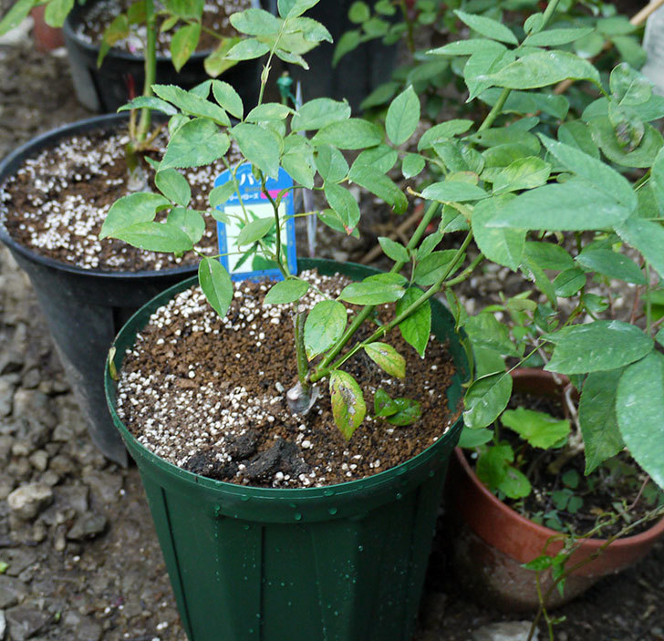 グリーンローズ(木立バラ)の新苗を7号ロングスリット鉢に鉢増しした。2016年-1.jpg