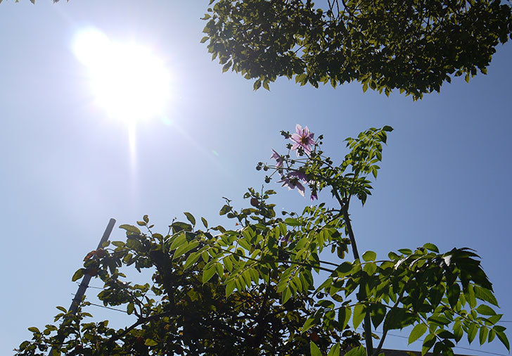コウテイダリアが更に咲いた。2015年-7.jpg