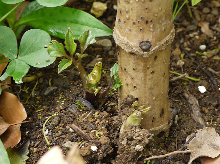 コウテイダリアの新芽が今年もナメクジに食われた。2016年-1.jpg