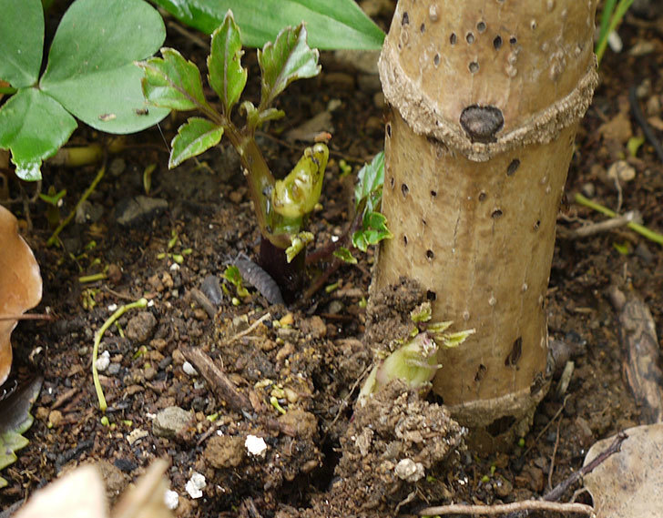 コウテイダリアの新芽が今年もナメクジに食われた。2016年-2.jpg