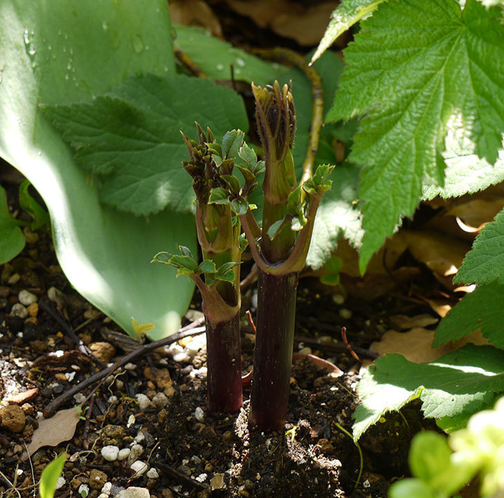 コウテイダリアの新芽が今年もナメクジに食われた。2016年-4.jpg