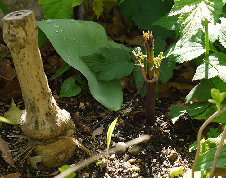 コウテイダリアの新芽が今年もナメクジに食われた。2016年-7.jpg