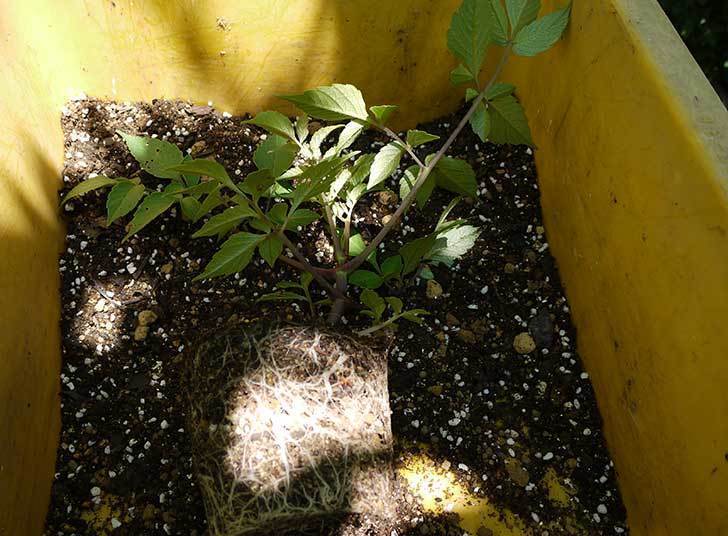 コウテイダリア挿し穂から発芽した苗を10号プラ鉢に植えた2.jpg