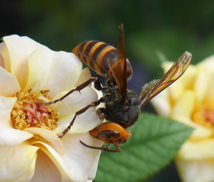 コガタスズメバチがライズンシャインの花にいた。2019年-2.jpg
