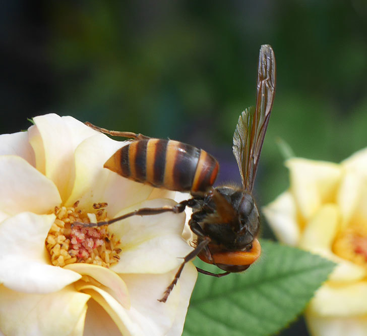 コガタスズメバチがライズンシャインの花にいた。2019年-3.jpg